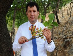 Hizan fıstık üretimiyle canlanacak