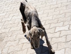 Ergani'de başıboş köpekler tehlike saçıyor