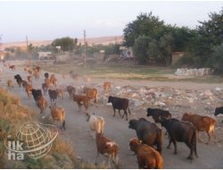 Brucella Aşısı ve Küpeleme Uyarısı