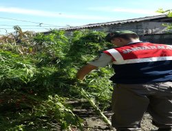 Bursa'da 30 kilo esrar ele geçirildi.