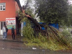 Bingöl'de fırtına çatıları uçurdu, ağaçları devirdi