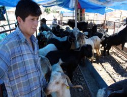 Alıcı kurban fiyatlarından, satıcı yem fiyatlarından şikâyetçi