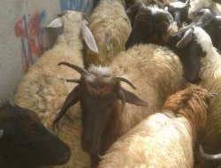 Dört boynuzlu koyun ilgi odağı oldu