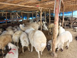 Tarsus'ta hayvan hırsızı yakalandı