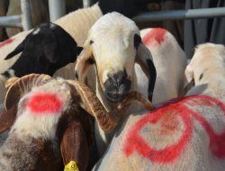 Suriye'den getirilen hayvanlar fiyatları düşürdü