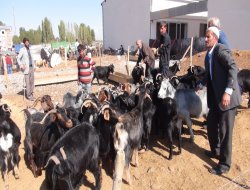 Yasaklı keçiler pazara indi