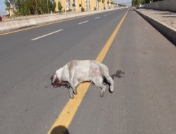 Başıboş köpekler sürücüler için tehlike saçıyor