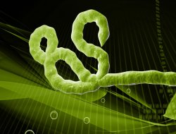 Önlem alınmazsa haftada 10 bin kişi Ebola'ya yakalanabilir!