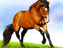 Güvenin Zirvesi; Nuru İlahi İle Süslenmiş Feraset