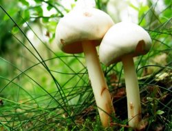 Mantar zehirlenmelerine dikkat!