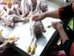 Tavukların şişirilme görüntüleri ortaya çıktı