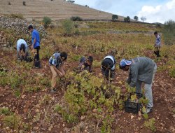 Gercüş'te bağbozumu