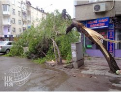 Fırtına Elazığ'da Ağaçları Devirdi