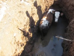 Buzağı kanalizasyon için açılan çukura düştü