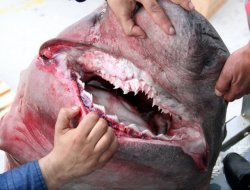 Bursa'da dev köpekbalığı yakalandı