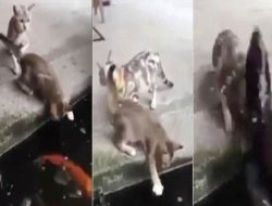 Balık Kıyıda Avlanan Kediyi Yuttu