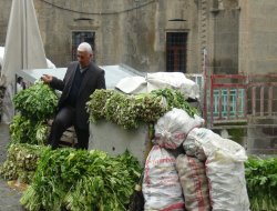 Şalgam, köylülerin geçim kaynağı oldu
