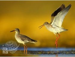 YYÜ'den Fotoğraf Birinciliği