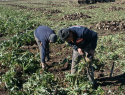 Yağışlar çiftçiyi zor durumda bıraktı