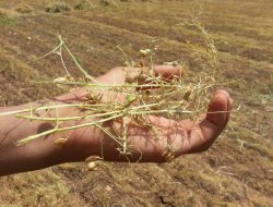 Çiftçiler dikkat:"İlaçsız tohum kullanmayın"