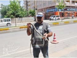 Yılan Avcısı, Yılanla Adeta Oynuyor