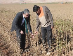 Mardin ovasında soya fasulye hasadına başlandı