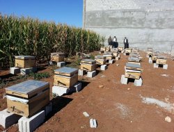 Kızıltepe'deki arı yetiştiricilerine hibe desteği