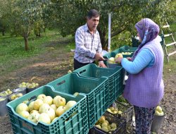 Meşhur deveci armudunda hasat zamanı