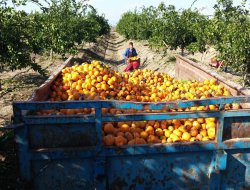 Tarsus'ta dolu yağışı narenciyeyi vurdu