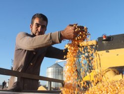 Mardin Ovası'nın ilk mısır hasadı yapıldı