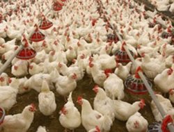 Kümes hayvancılığı üretimi arttı