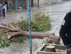 Ağaç kesen esnafa para cezası