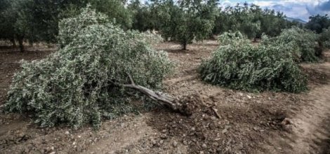 Zeytin ağaçlarını kesen firmaya 511 bin lira ceza kesildi!