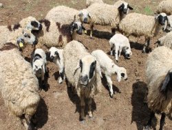 Batman'da Yıldırım düştü: 40 koyun telef oldu