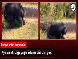 Ayı, Saldırdığı Yaşlı Adamı Diri Diri Yedi