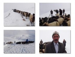 Muş'ta 700 hayvan karda mahsur kaldı
