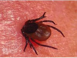 Bingöl'de Keneden Korunma Seti Dağıtılacak