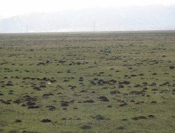 Muş’ta, araziler kör fare istilasına uğradı