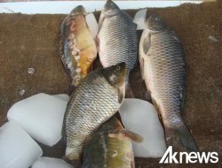 Xwarina masiyan mêjiyê mirovan çalak dike