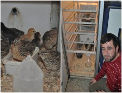 Bıldırcın yetiştiricisi destek bekliyor