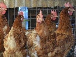 Kümes hayvancılığı üretimi arttı