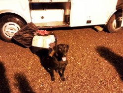 Diyarbakır’da 13 kilo esrar yakalandı