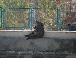 Tarsus’ta yaban domuzu şehir merkezine kadar indi