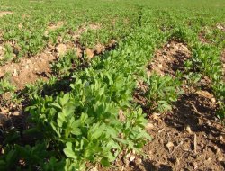Yağmur sonrası güneşle beraber tarlalar yeşerdi