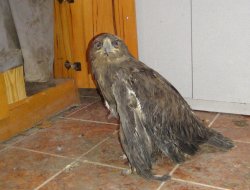 Yaralı kartala Orman Müdürlüğü sahip çıktı