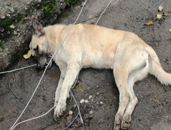 Ya tele dokunan çocuk olsaydı?