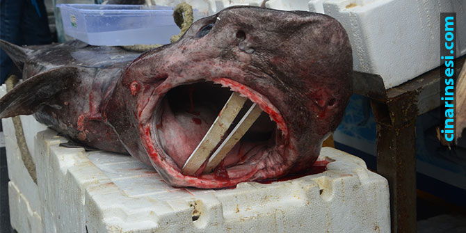 650 kiloluk Köpekbalığı Urfalıları şaşırttı