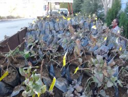 Batman’da 150 bin antepfıstığı fidanı dağıtıldı