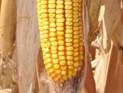 “Çiftçiler pamuktan çok mısır ekimini tercih ediyor”