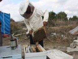 Arıcıların sorunları Çamlıyayla’da ele alındı